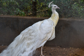close up of a peacock