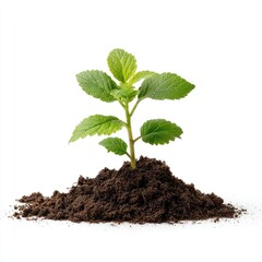 Young plant sprout in dark soil against white