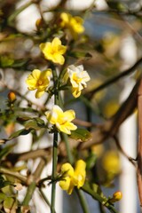 Obraz premium The Branch that Blooms in Spring