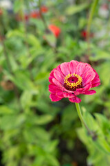 Vibrant pink zinnia bloom in lush green garden