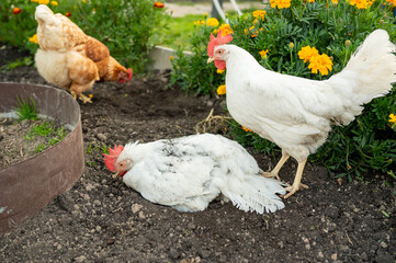 Chickens foraging in garden with marigolds and fresh soil