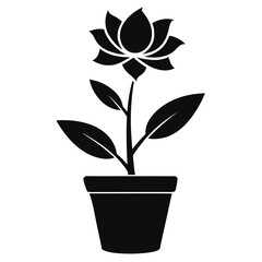 flower in pot