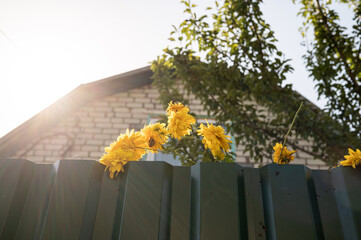 Sunlit yellow flowers over metal fence with house and tree background