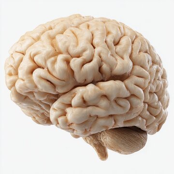 3/4 view of a light beige human brain.  Complex folds and convolutions