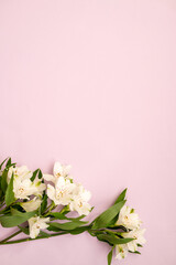 White lilies on soft pink background with green foliage displayed elegantly