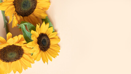 Vibrant sunflowers on soft beige background with green leaves