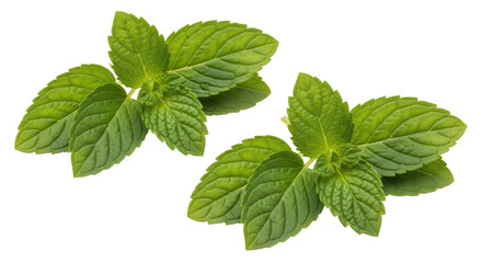 Isolated Fresh Mint Sprigs Herbal Plant Flavoring Ingredient Condiment Culinary Greens