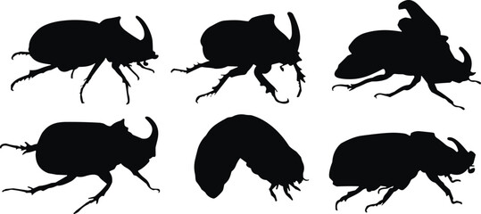 insect anatomy, beetle poses, silhouette set, bug illustration, white background, beetle collection, horned insect, vector pack, insect graphics, beetle life cycle