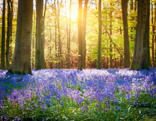 a beautiful field of bluebells in a sunlit forest