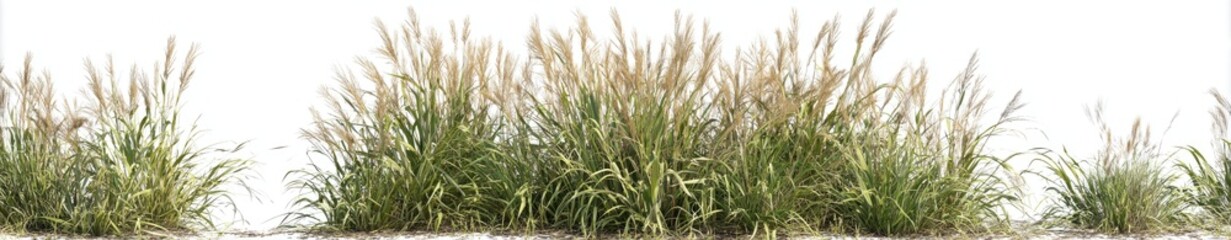 Fototapeta premium Full shot of clumps of ornamental grasses against a plain white background