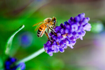 bee on a flower