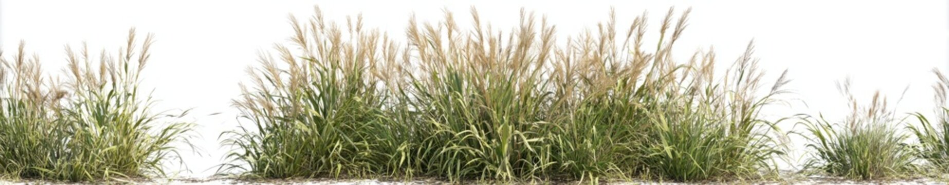 Full shot of clumps of ornamental grasses against a plain white background