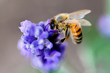 bee on flower © Lisa