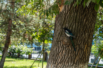 Wild magpie bird perched on tree trunk in sunny park, natural environment with green foliage background.