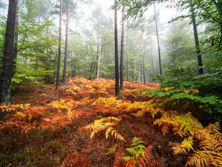 Herbstlicher Farn im Pfälzerwald bei Edenkoben mit roten und gelben Farben im Morgennebel