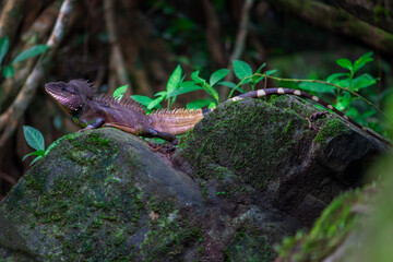 Chinese water dragon or Thai Water Dragon This reptile is a monotypic agamid lizard native to East and Southeast Asia.