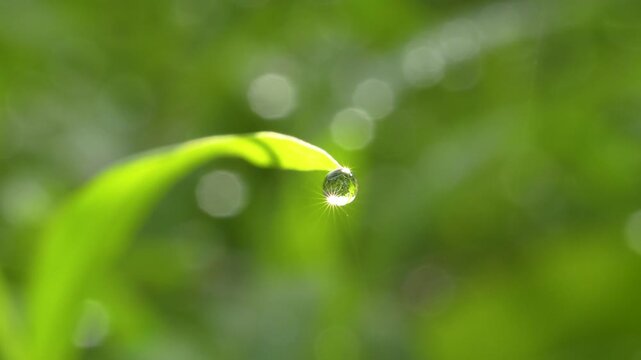 A single, sparkling dewdrop hangs like a precious jewel from an elegant, curved blade of grass. This beautiful macro footage symbolizes simplicity, purity, and the hope of a new morning.