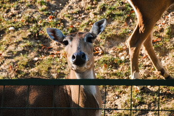 Curious deer standing behind fence in natural habitat on sunny day