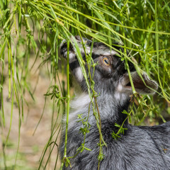 Young grey cashmere goat eats grass from a feeder