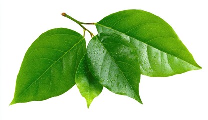 Fototapeta premium Three vibrant green leaves, slightly overlapping, on a small stem against a pure white background. The leaves display a healthy, glossy texture with visible water droplets