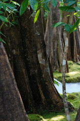 Big old trees with mist in the garden