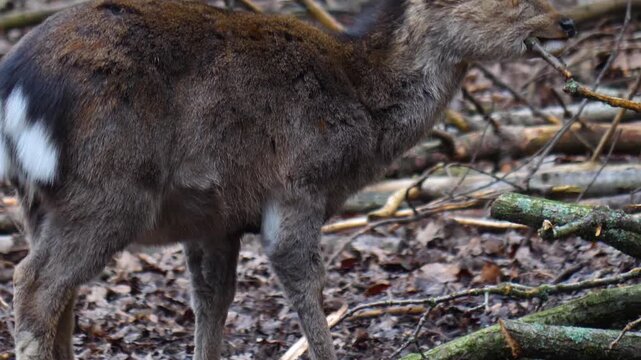 Close up view of female sika deer dow looking around in the forest ona cloudy autum day