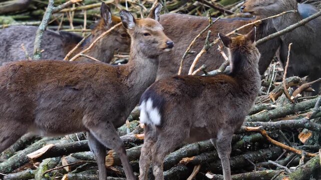 Close up view of female sika deer dow looking around in the forest ona cloudy autum day