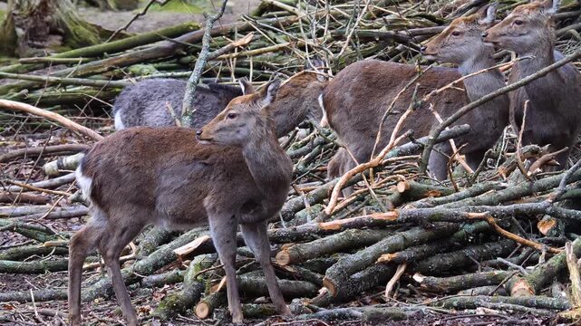 Close up view of female sika deer dow looking around in the forest ona cloudy autum day