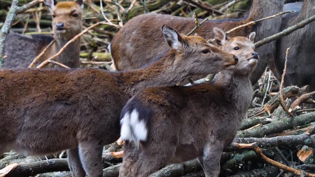 Close up view of female sika deer dow looking around in the forest ona cloudy autum day