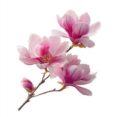 Fototapeta premium Delicate pink magnolia blossoms on branch
