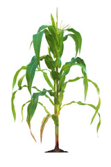 Corn plant  growing isolated on transparent background for garden design.