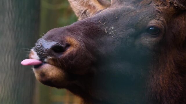 Close view of an altai wapiti elk deer head standing in the forest in autumn on a cloudy day