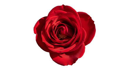 Single red rose blossom close-up for wedding, love, romance concepts isolated PNG with Transparent Background