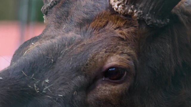 Close view of an altai wapiti elk deer head standing in the forest in autumn on a cloudy day