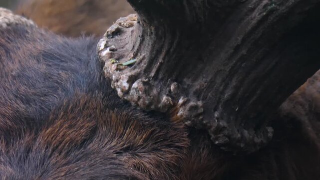 Close view of an altai wapiti elk deer head standing in the forest in autumn on a cloudy day