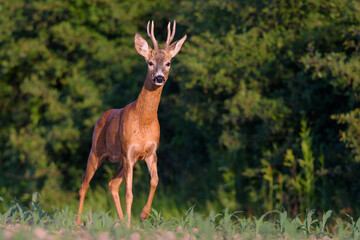 Portrait roebuck in a agricultural field