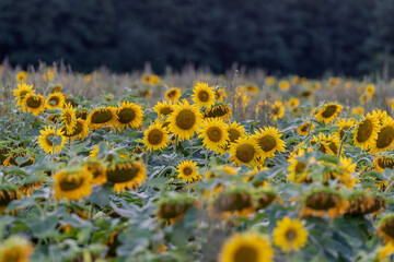 Słonecznik na polu słoneczników, żólte kwiaty w pełnym rozkwicie zbliżenie