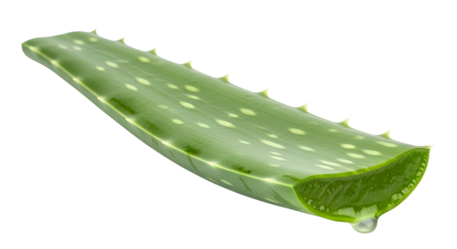 Aloe vera leaf with dripping sap for natural medicine isolated PNG with Transparent Background