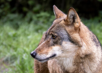 gray wolf portrait © MBSchmidt