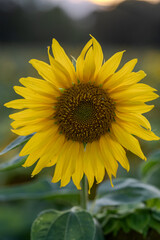 Słonecznik na polu słoneczników, żólte kwiaty w pełnym rozkwicie zbliżenie