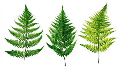 Obraz premium Three fern fronds against a white background