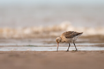 Bar-tailed godwit (Limosa lapponica), North Norfolk coast, UK. Migratory British wading bird.