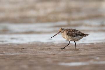 Bar-tailed godwit (Limosa lapponica), North Norfolk coast, UK. Migratory British wading bird.