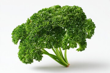 Fototapeta premium Fresh Parsley Bunch