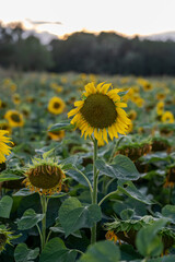 Słonecznik na polu słoneczników, żólte kwiaty w pełnym rozkwicie zbliżenie