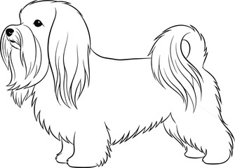 Elegant long haired small dog black and white line art illustration, standing pose, fluffy coat, perfect for pet lovers and decor