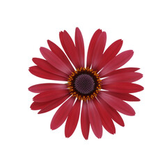 A red flower with a white background. The flower is the main focus of the image. The color of the flower is bright and vibrant, which gives the image a cheerful and lively mood 
