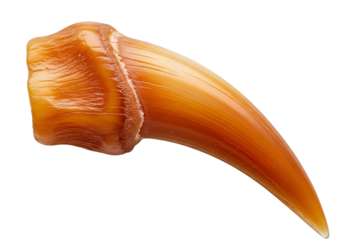Close-up of a richly hued,  natural claw or horn, displaying intricate texture and a smooth, elegant curve.