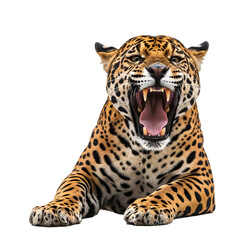 Obraz premium A fierce jaguar with an open mouth, revealing its teeth and sitting. Its fur is marked with black spots on a brown background