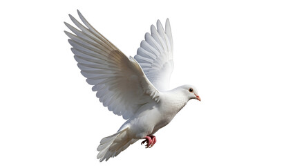 Fototapeta premium Dove in flight isolated PNG with Transparent Background